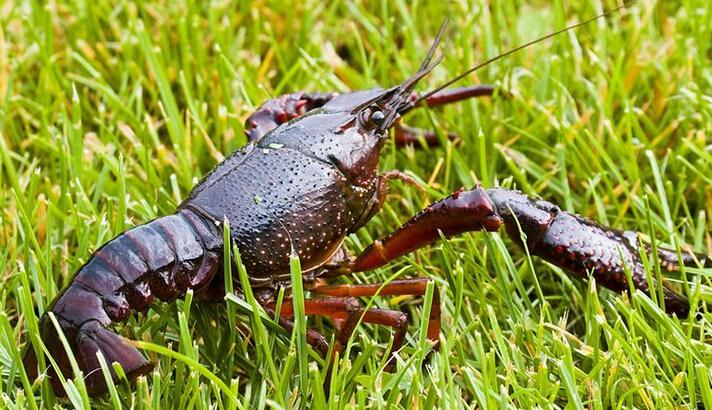 美国黑鱼泛滥成灾纪录片,美国西海岸出现大黑鱼