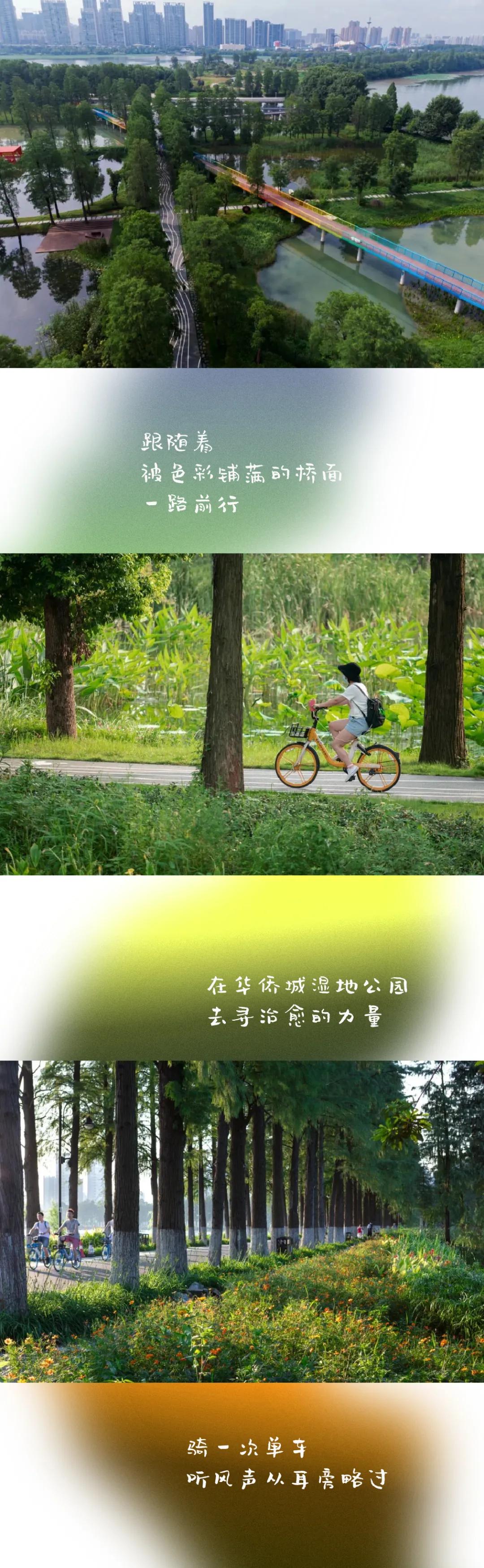 武汉华侨城湿地公园绿化,华侨城生态湿地公园武汉什么区