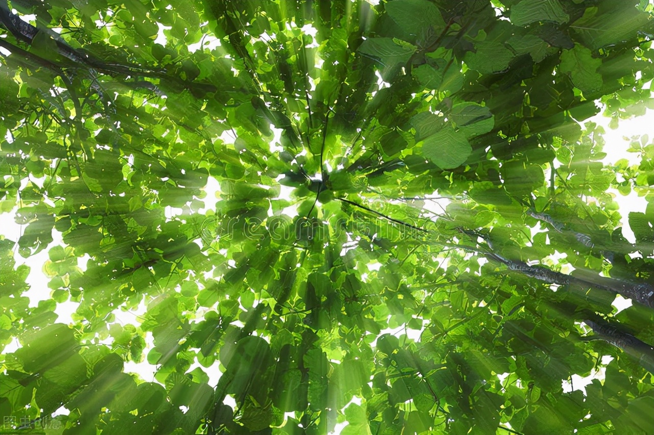 揭秘大自然柚木野生原木地板的王者之道