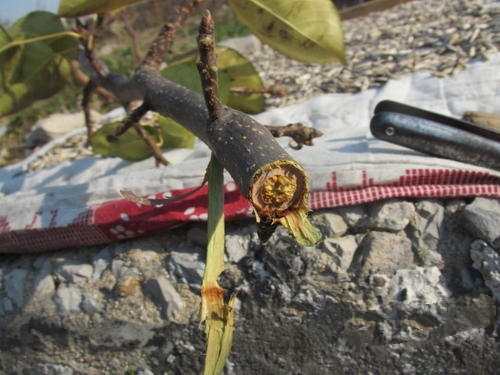 果树有钻心虫要怎么办,农民钻心虫