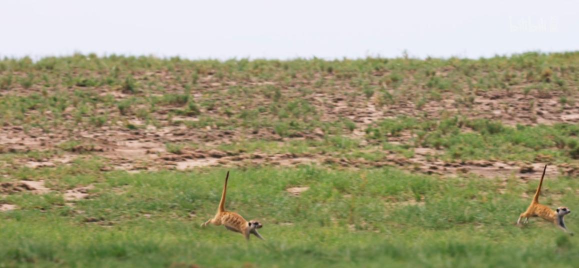 狐獴为什么只有女王有繁殖的权利,心狠手辣的狐獴