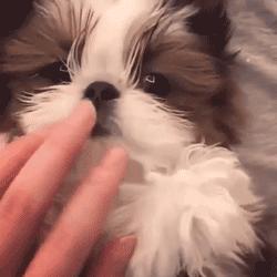 谁也拒绝不了的撒娇,谁也拒绝不了一只卖萌的小狗