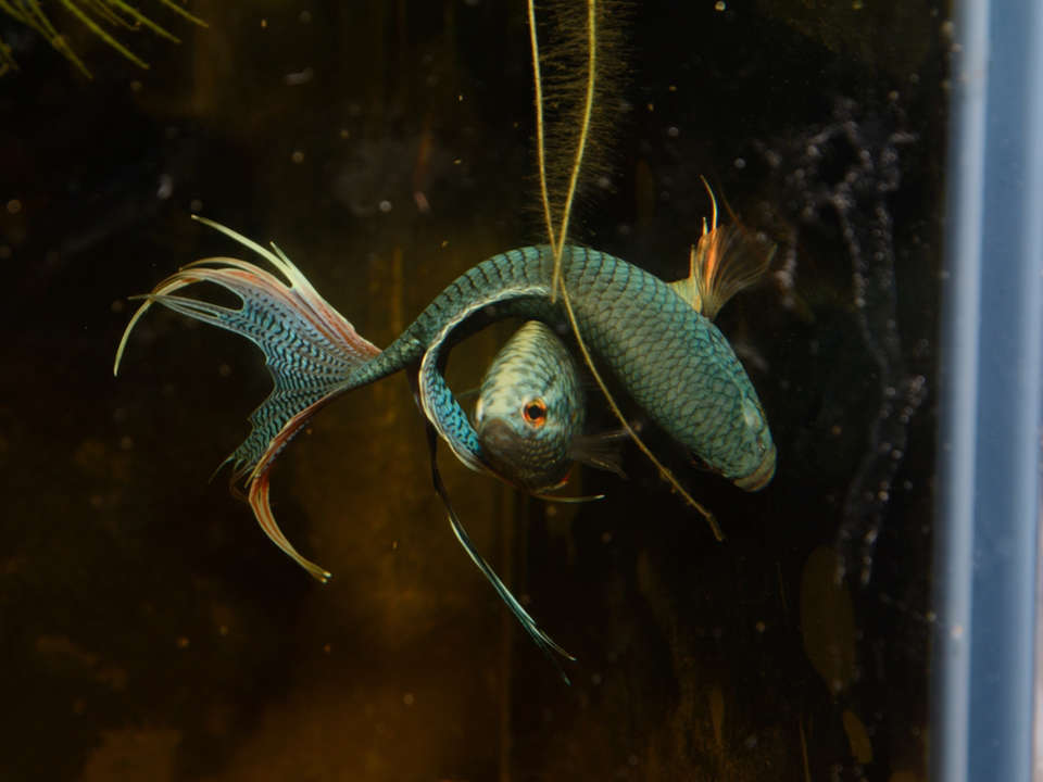 中国斗鱼繁殖直播教程视频,繁殖中国斗鱼要多大的鱼缸