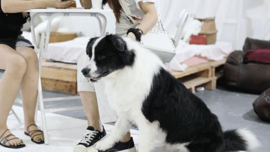 Pick到一家宝藏「宠物写真馆」!福利已谈好,铲屎官快冲鸭