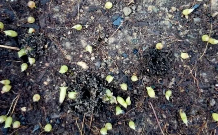 养花的虫害分类及防治,养花如何预防虫害视频教程