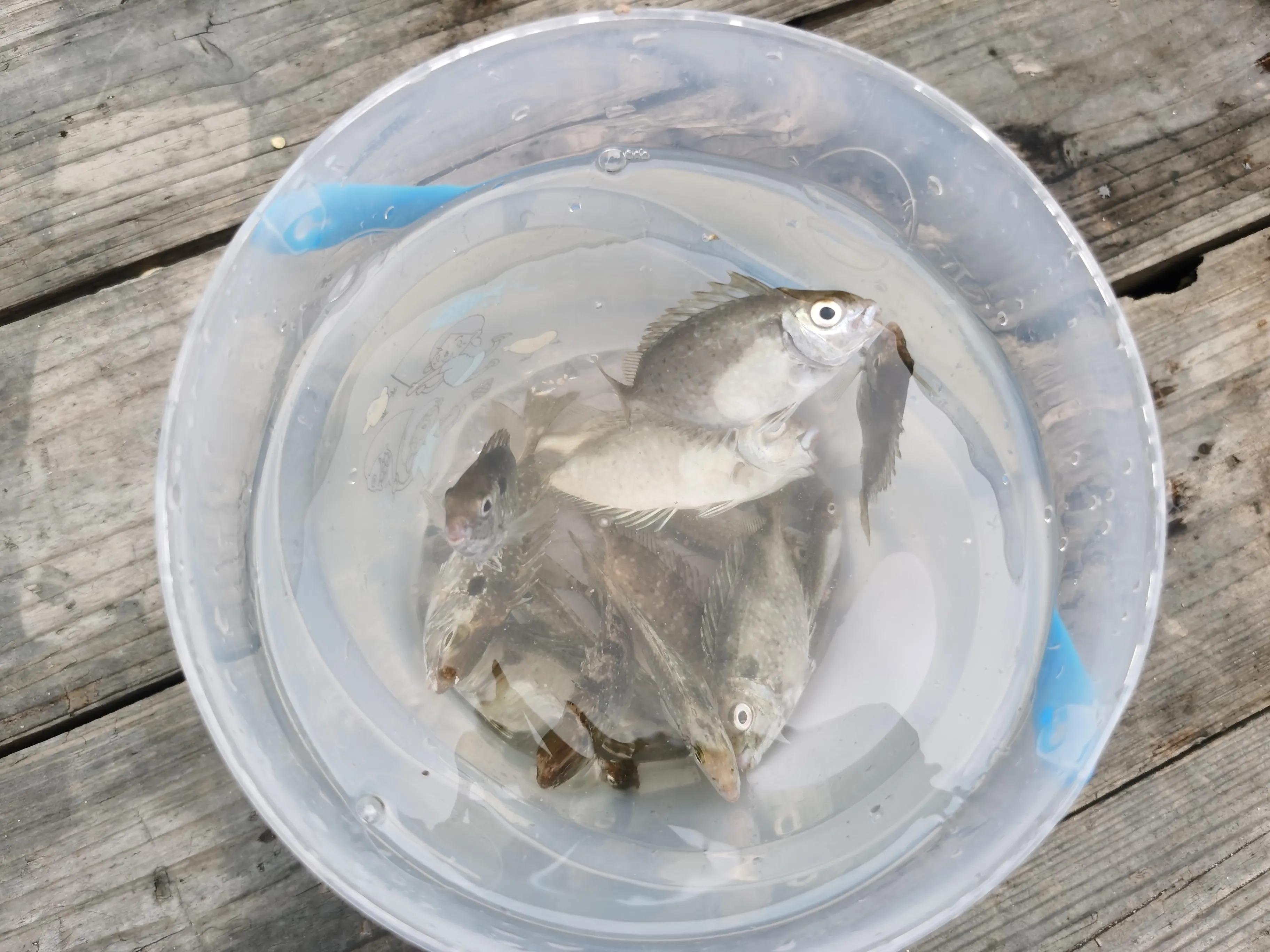 南澳海钓钓法大全,深圳大鹏南澳海钓视频