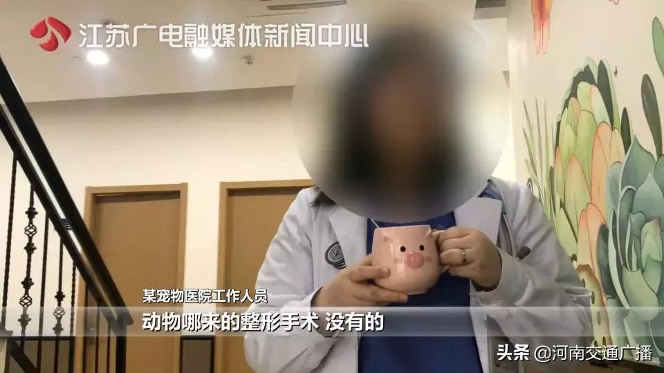 有人竟花1万给猫拉了双眼皮!网友炸锅:考虑过猫的感受吗?