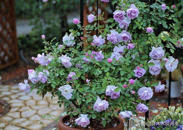 灌木月季与藤本月季有什么区别,微型月季灌木月季怎么选