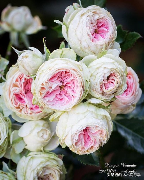 多头多季节开花抗性好的月季,红色月季哪几款多花勤花抗性好的