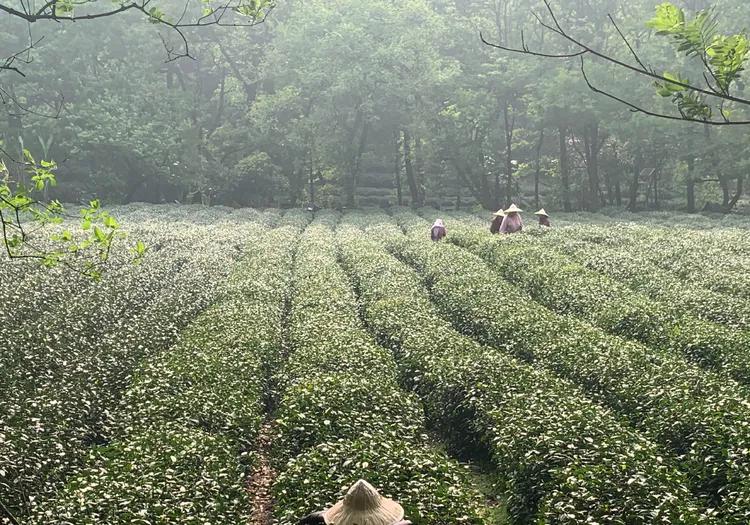 龙井村九溪十八涧徒步最佳路线图,九溪十八涧只有龙井村一个出口吗
