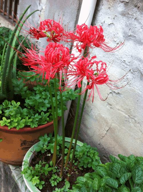 被名字耽误的花又美又凄凉,被名字耽误的8种花材