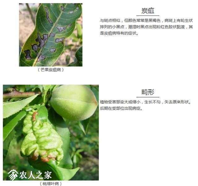 每日一课100个常识,真菌感染必备知识