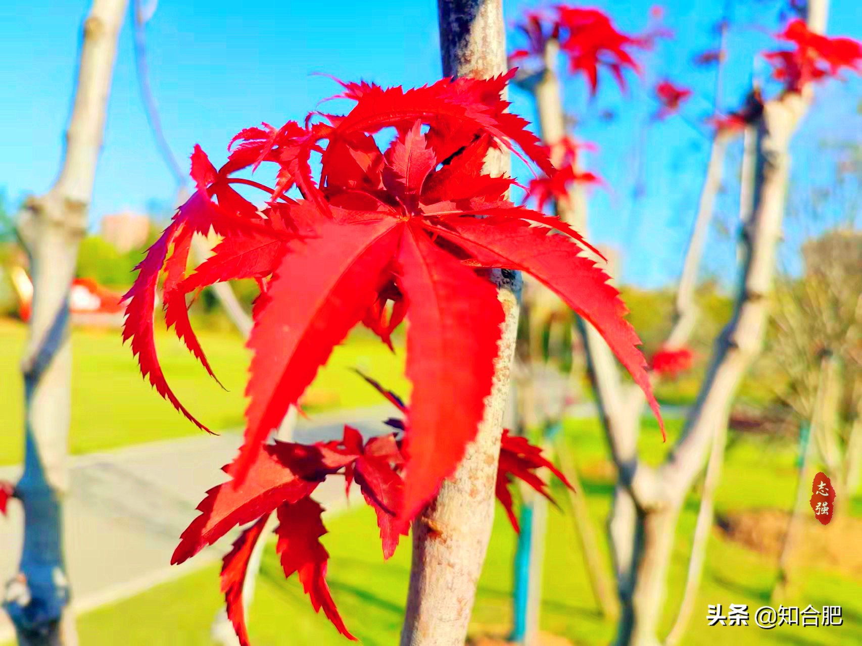 秋天合肥最合适旅游的地方,合肥赏秋景有什么地方可以玩