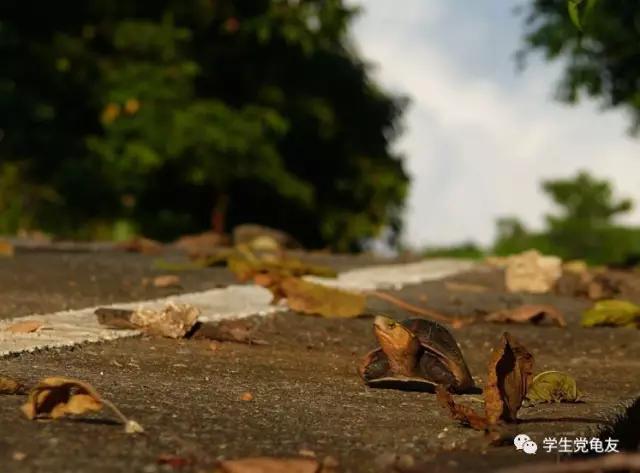 锦上添花浓淡相宜,花龟的发色