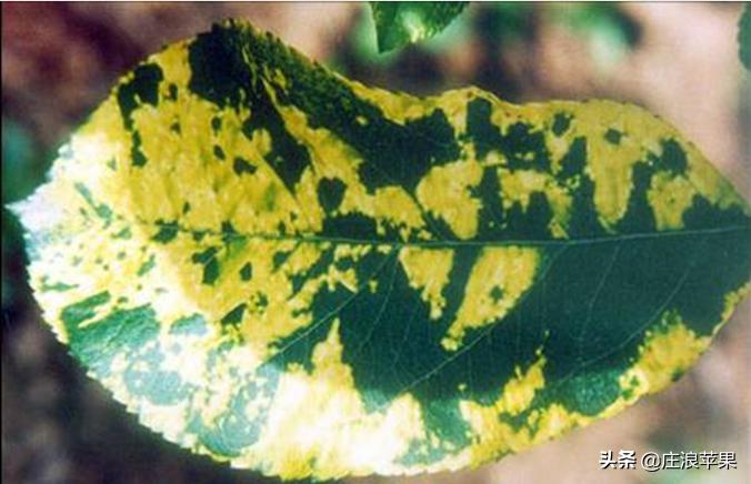 苹果霉心病雨后防治和雨前防治,高温高湿要防苹果早期落叶病
