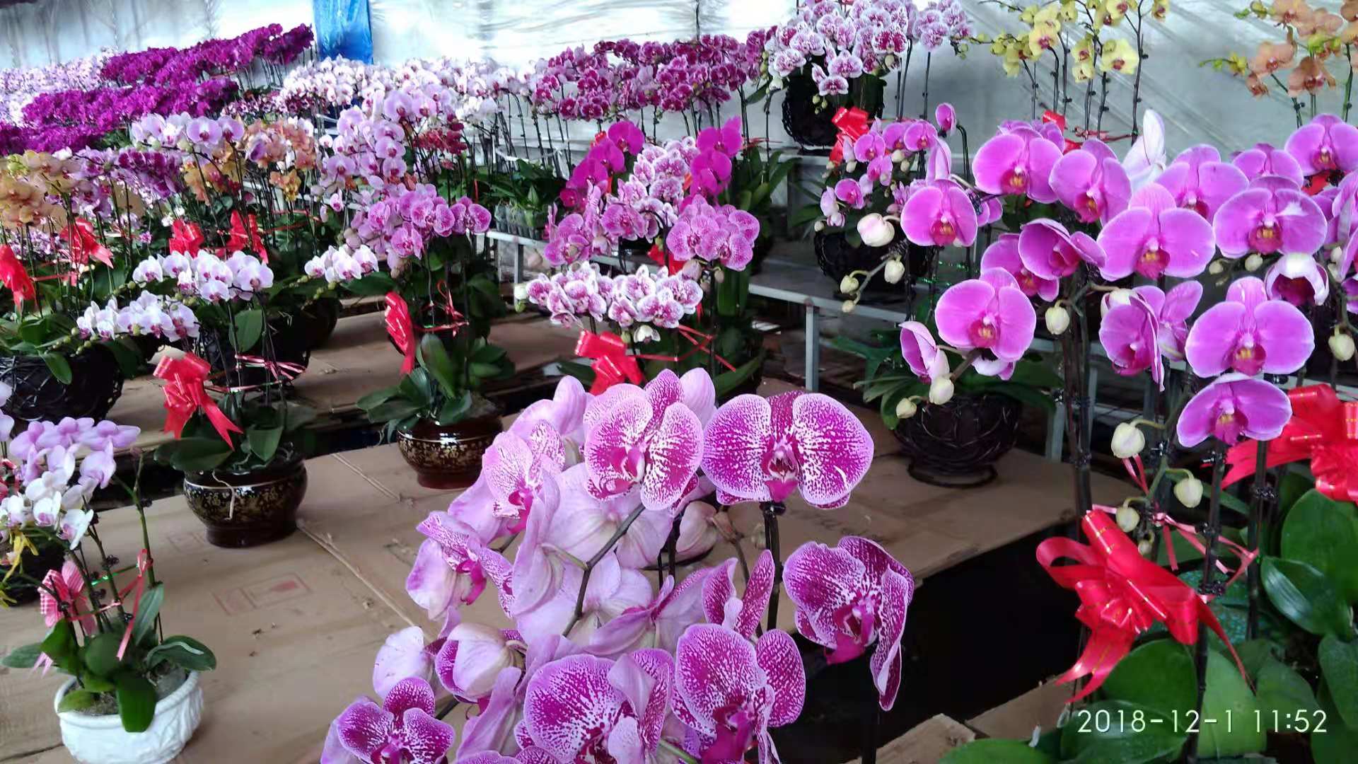 沈阳花卉市场扔花的地方,沈阳花卉市场