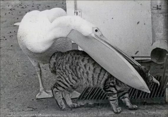 看起来威武霸气,其实比谁都嘴欠,带你了解鹈鹕的生活