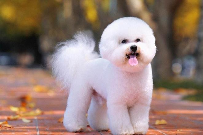 家里有小孩可是想养宠物怎么办,家里有孩子想养一只小狗怎么办