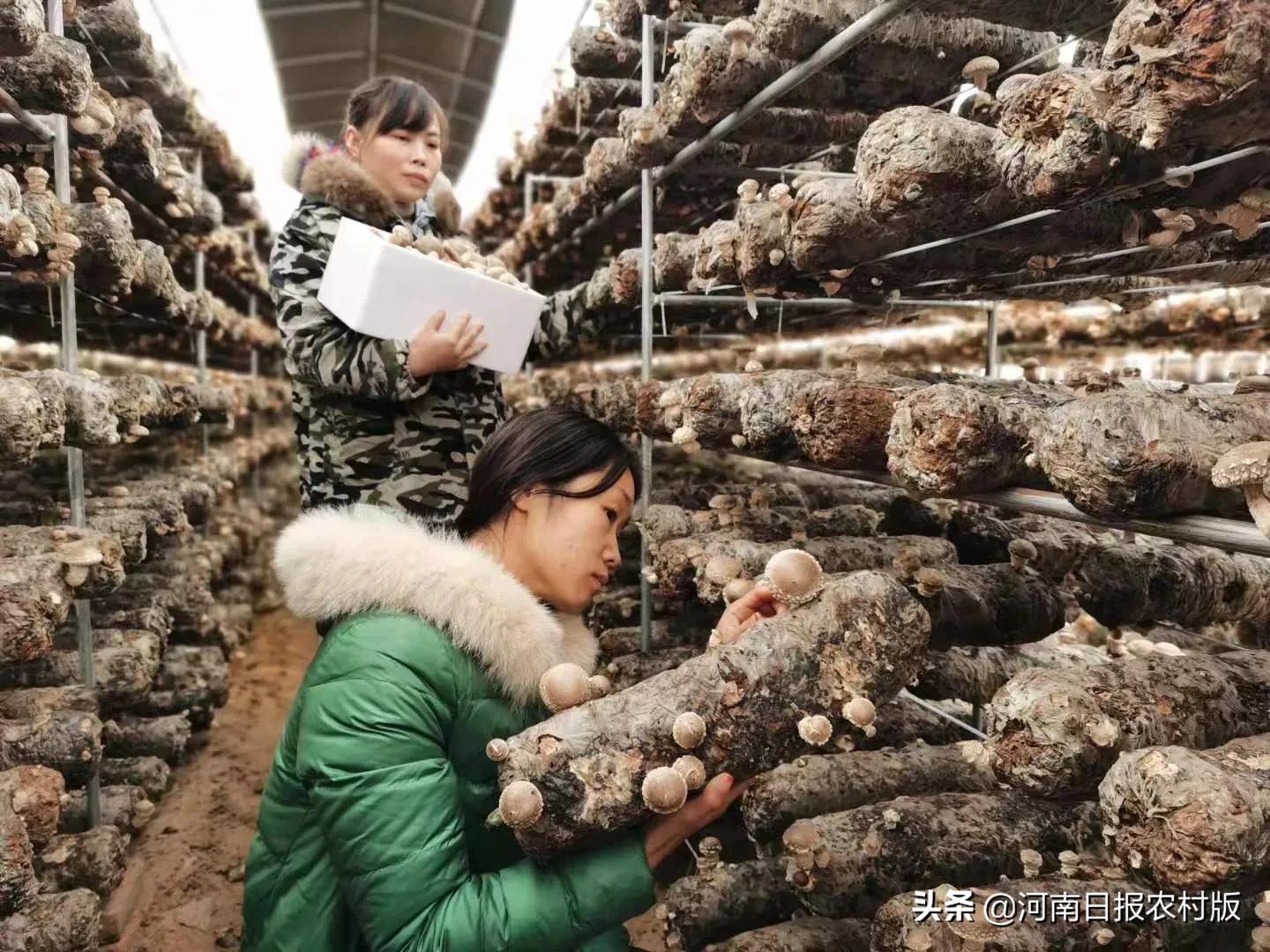 河南尉氏：大学生返乡创业，带领村民脱贫致富