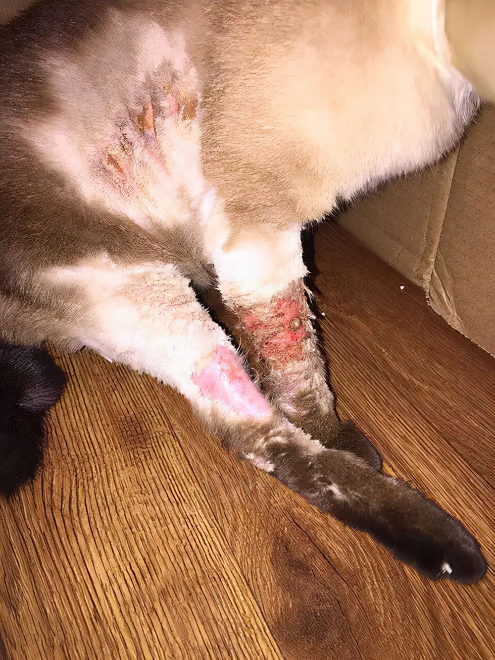 猫狗皮肤病有哪些类型,宠物常见皮肤病有哪些症状