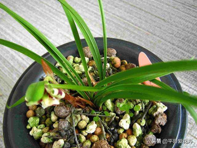 土壤缺少营养怎么补,土壤贫瘠改善