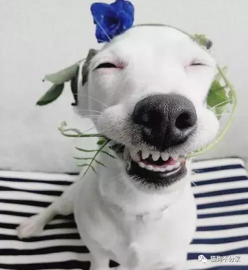 狗狗发情期应该照顾小窍门,快来看看吧