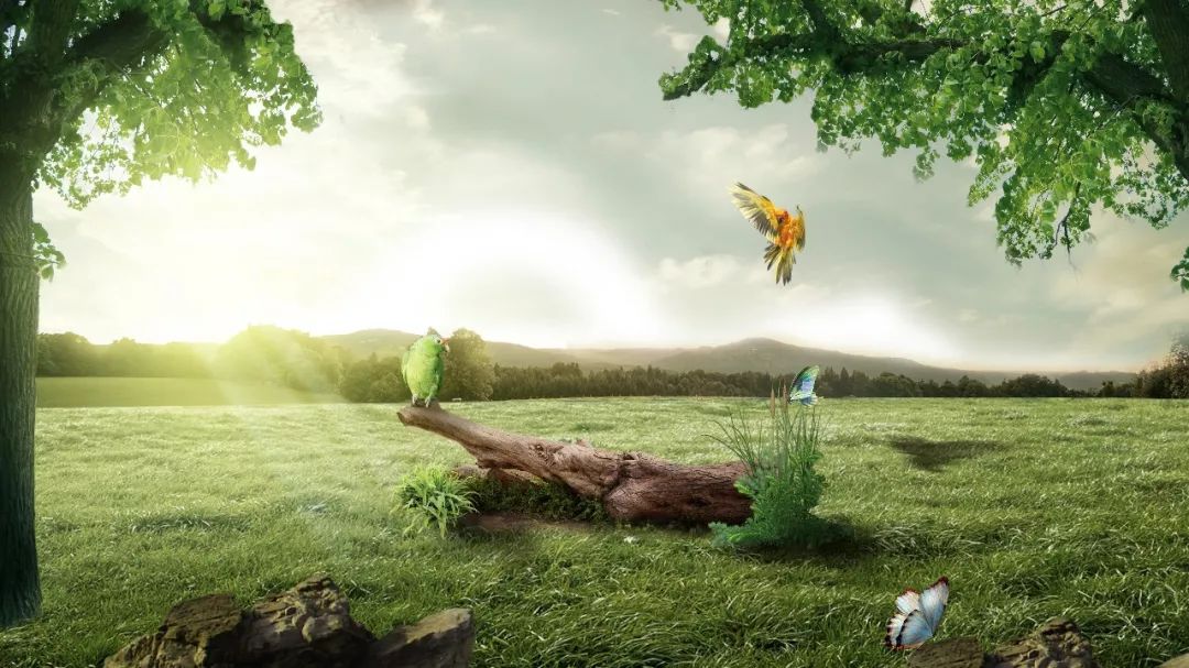 被嫌弃的虱子的进化：从热爱自由到寄生人类