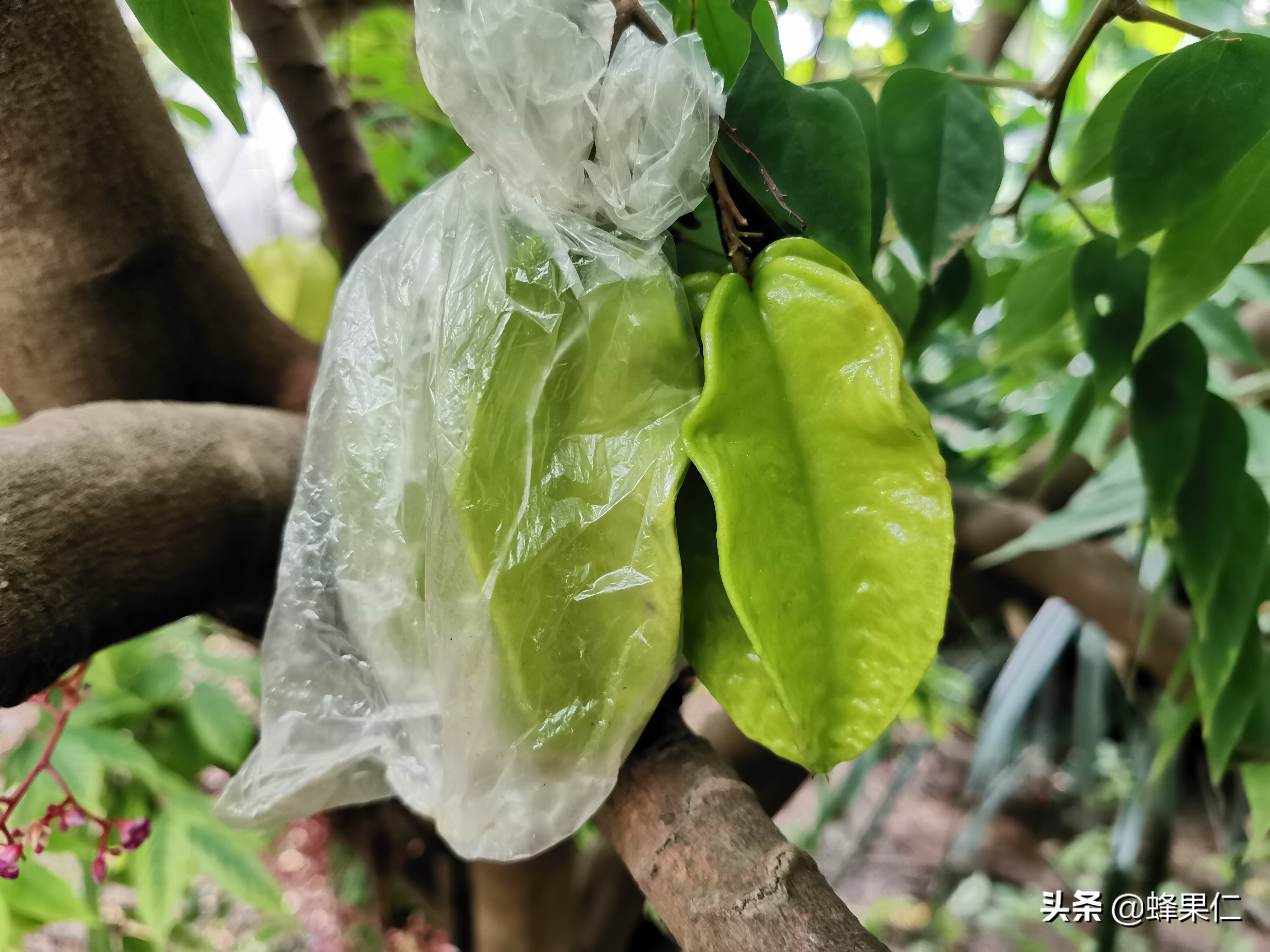 杨桃中的虫子,杨桃树上长虫子怎么办