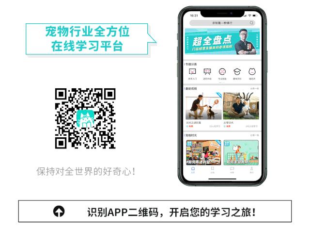 这家宠物快闪集市，怎么拍都好看，学会用宠物视角看世界