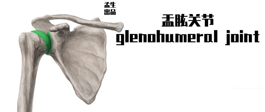 盂与臼——关节盂与关节臼的汉字渊源