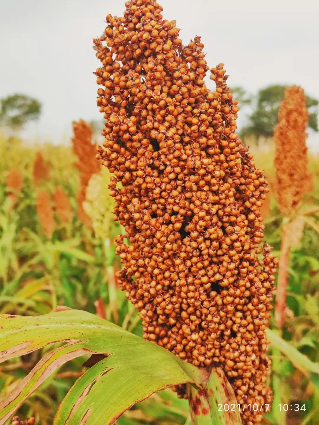 新视野大学英语第一册课文长难句,新视野大学英语1第三版课文音频