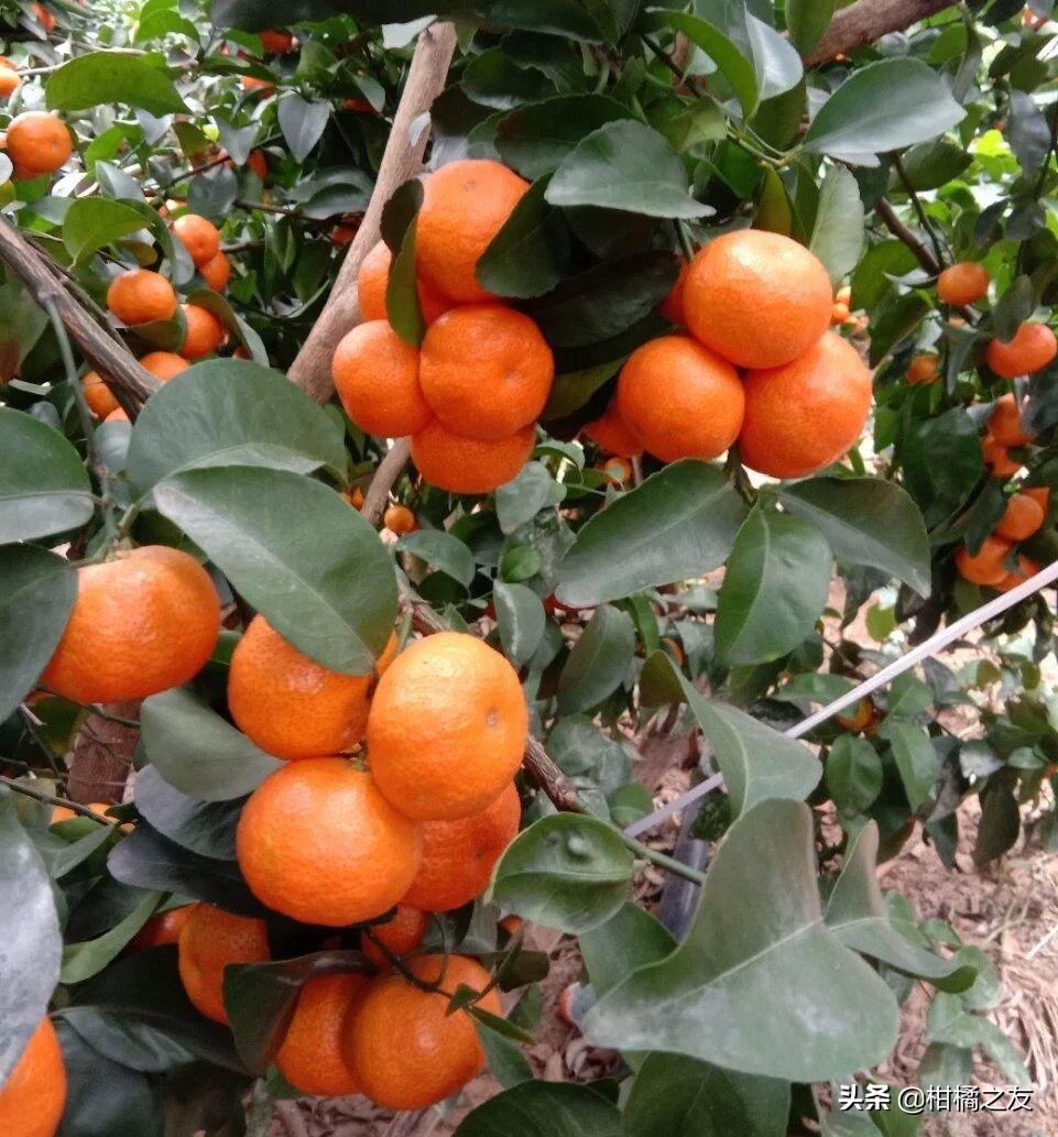 沙糖桔行情12月3号,今天水果沙糖桔沃柑批发市场报价