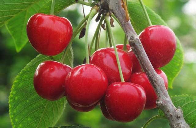 樱桃6月高发害虫,危害樱桃幼芽出现网状叶的害虫