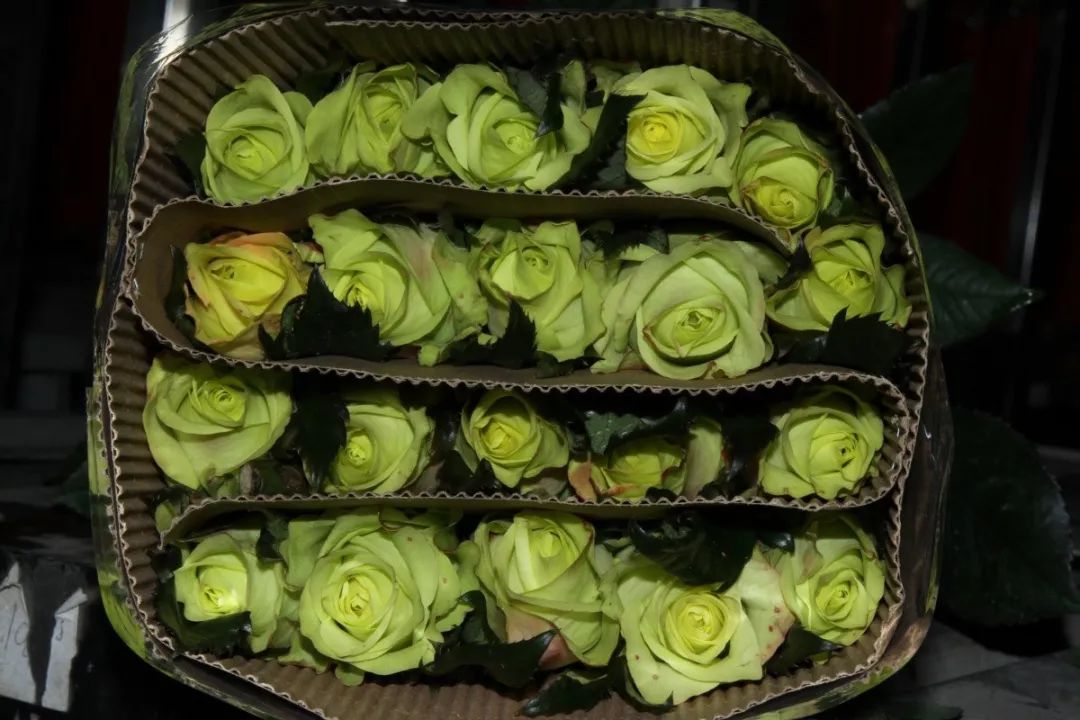 越南教师节鲜花为什么涨价,越南教师节鲜花涨价