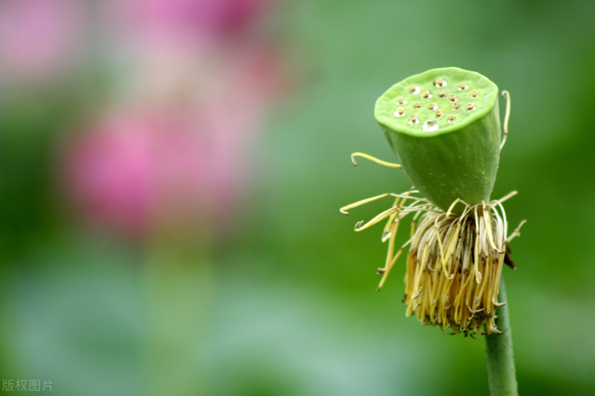 棠梨煎雪，芳华待灼，愿世间所有美好，都与你不期而遇