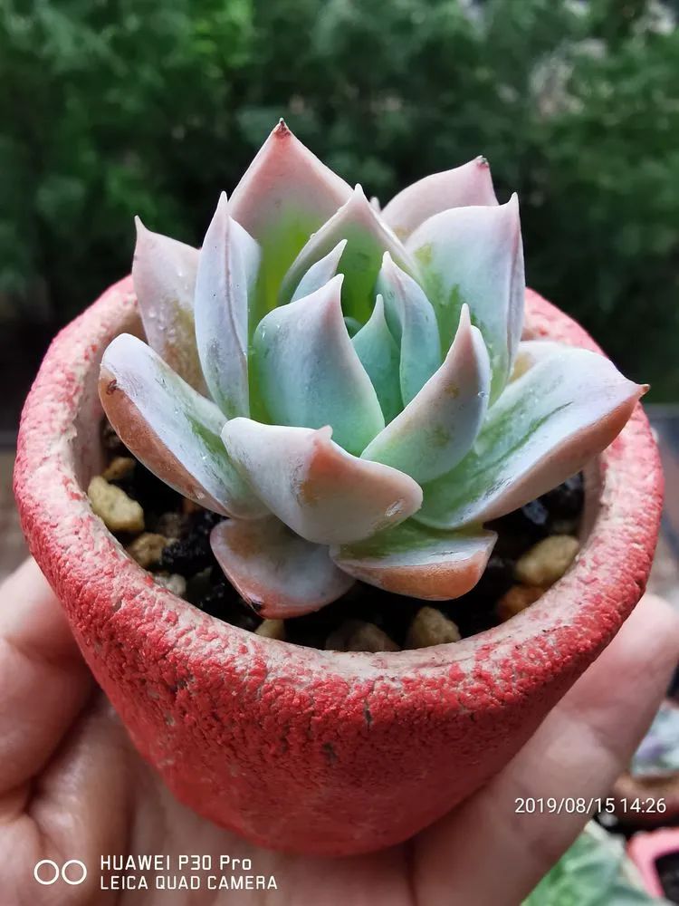 人生就像养多肉一样,人生如同养多肉时间不会怠慢