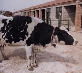 畜禽维生素d缺乏症,牛羊缺维生素的主要症状有哪些