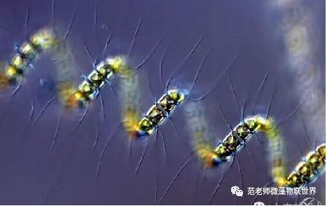 硅藻水,硅藻水和绿藻水区别