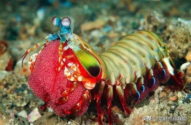 小小的皮皮虾真的有那么厉害吗,深度揭秘皮皮虾