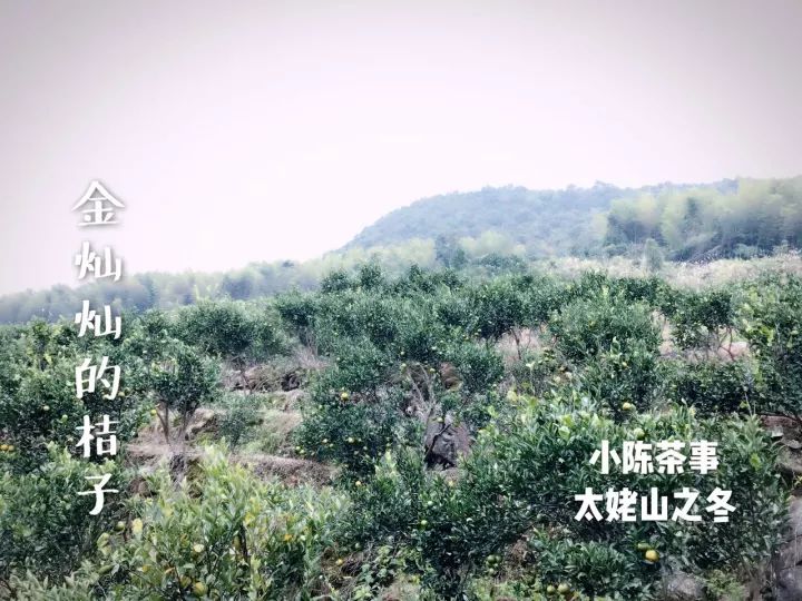 白茶红茶绿茶都是碱性的吗,白茶茶汤酸涩是什么原因