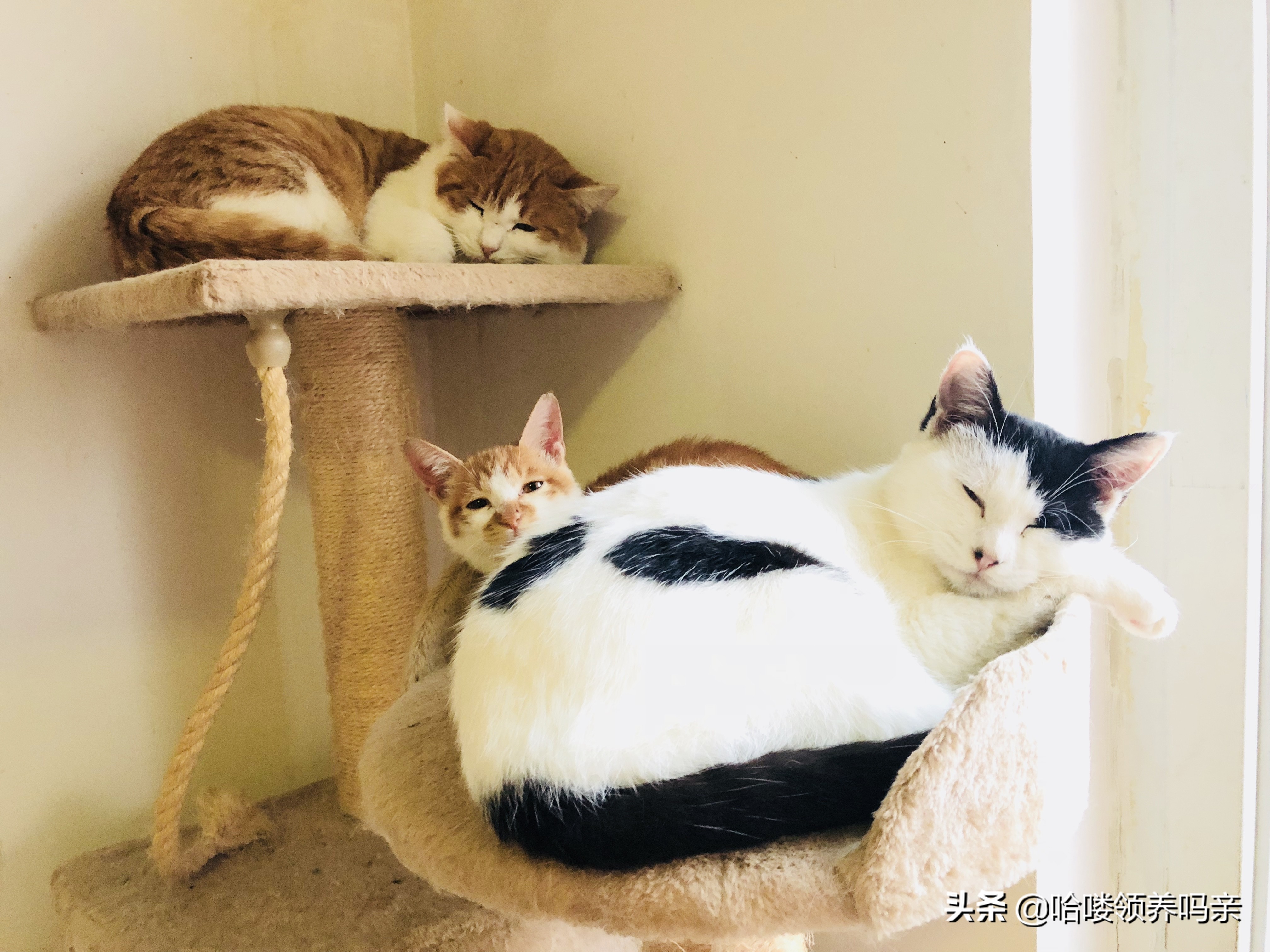 猫咪如果得了猫癣该怎么治,猫咪如果得了猫癣该怎么办