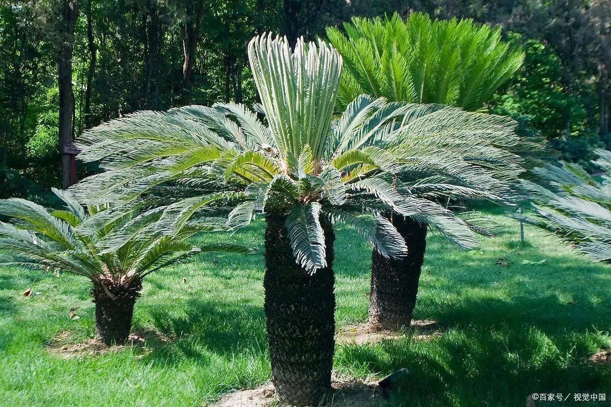 铁树冻伤后叶子剪掉还是保留,铁树叶冻伤怎么办