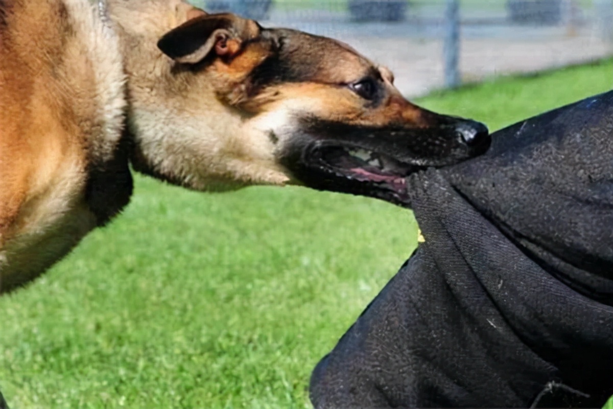 狗狗狂犬病早期的10个征兆,狗狗狂犬病有什么征兆