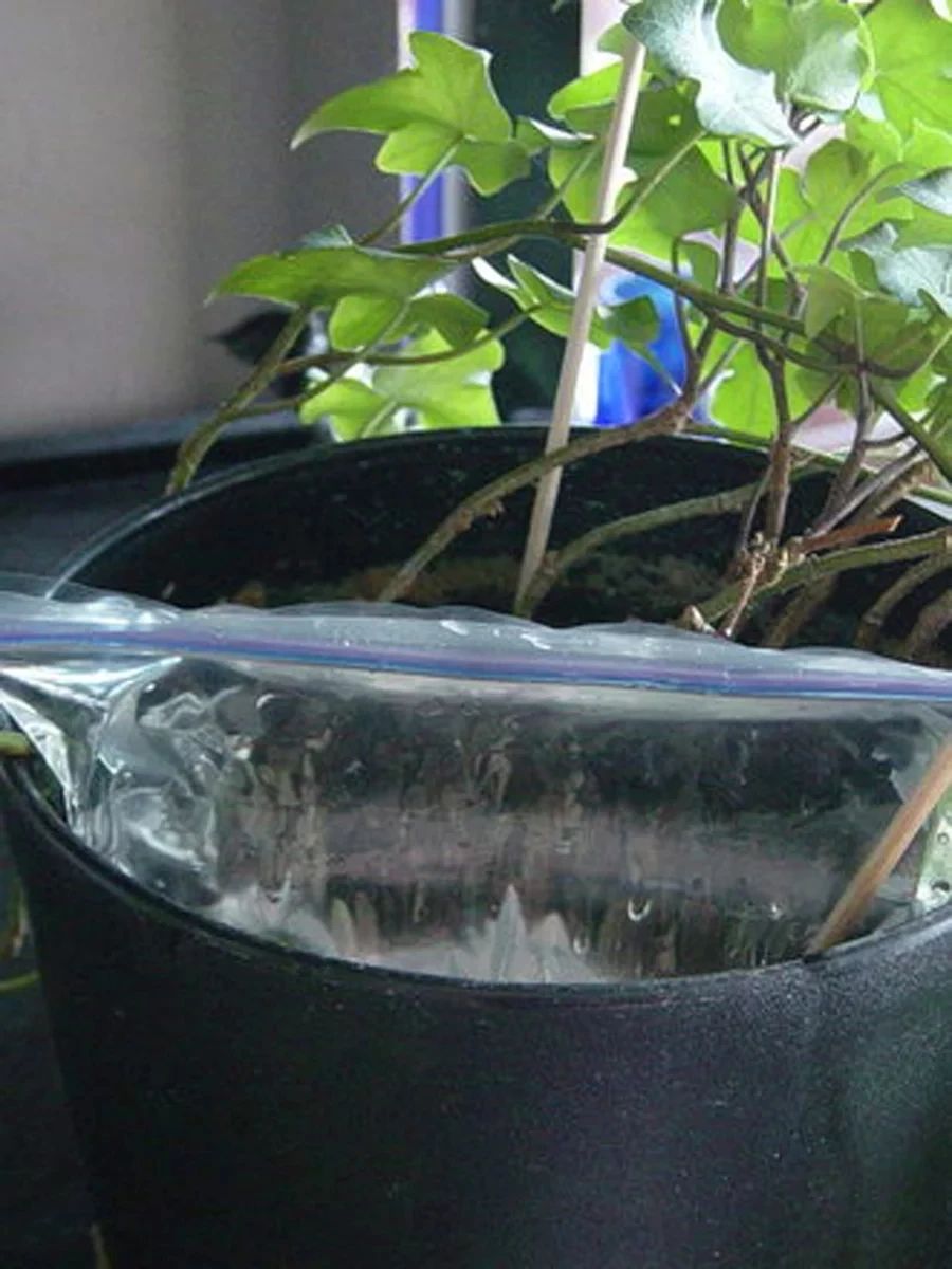 家里种什么植物好打理,看一下家里的植物怎么养