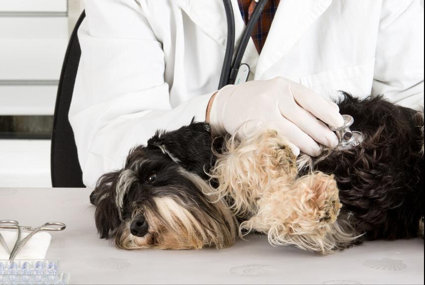 雪纳瑞跟柴犬哪个服从性好,泰迪和雪纳瑞谁的服从性高