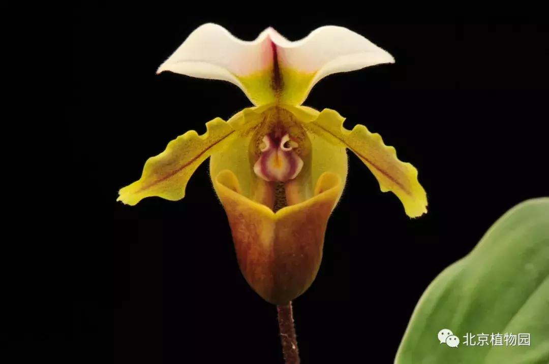 优质兰花鉴赏,写意兰花画法赏析