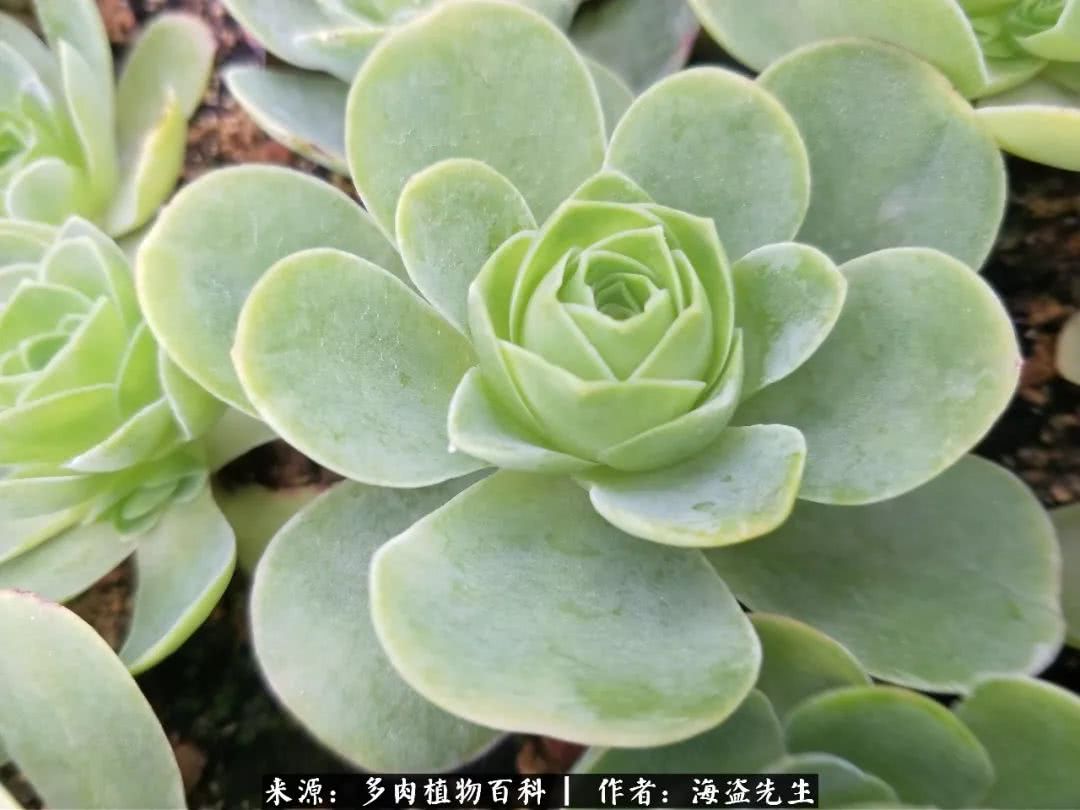 介绍多肉生长特点,多肉植物科普讲解图片视频