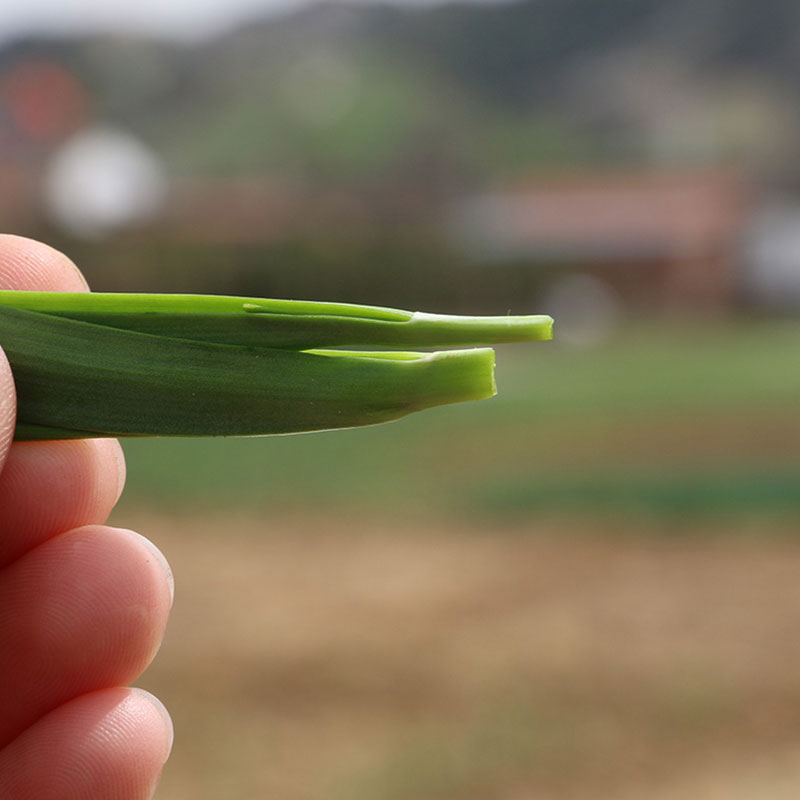 日本顶级韭菜品种,日本最好的韭菜品牌