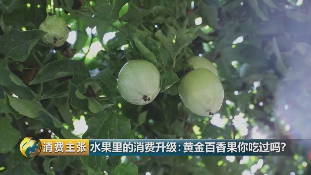 黄金百香果口感和普通百香果有何区别?