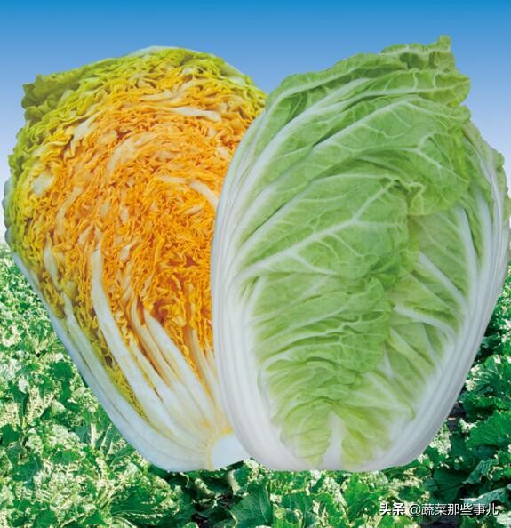 十字花科蔬菜种子,十字花科蔬菜名单